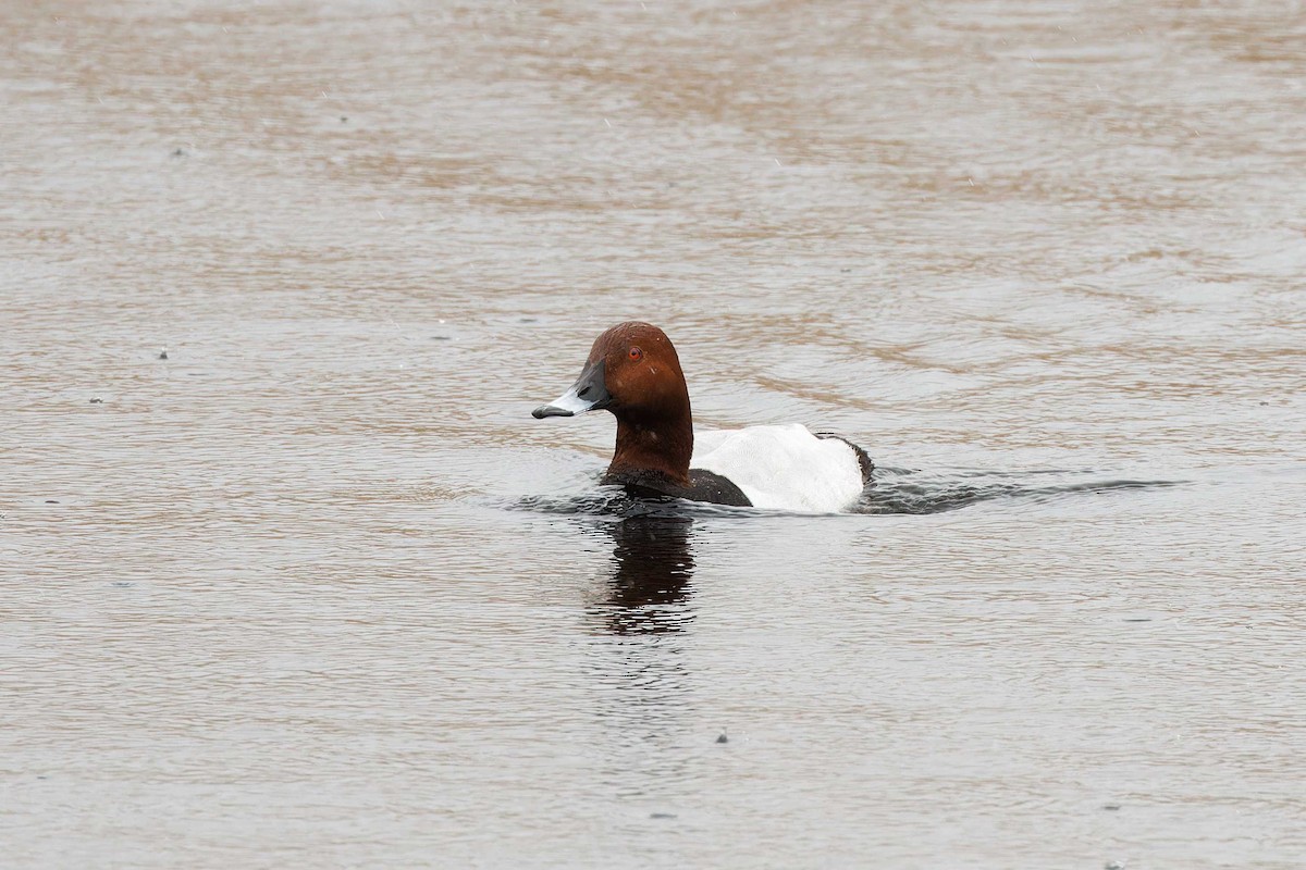 Common Pochard - ML618173063