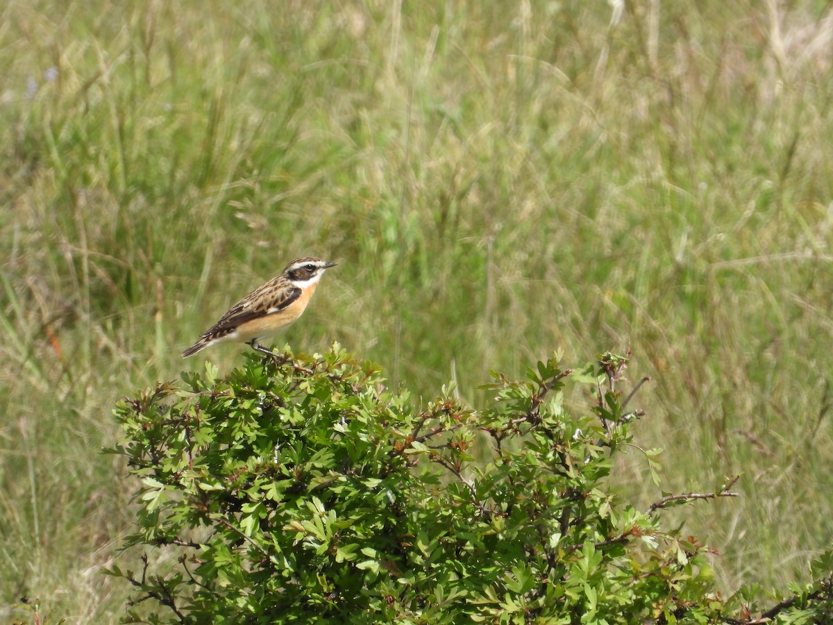 Whinchat - Josip Turkalj