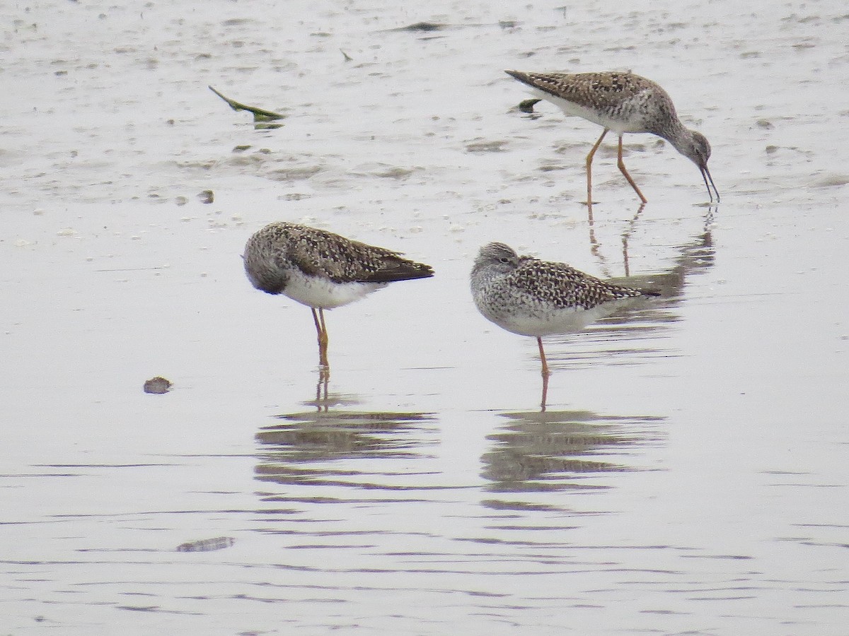 Lesser Yellowlegs - Bill Rowe