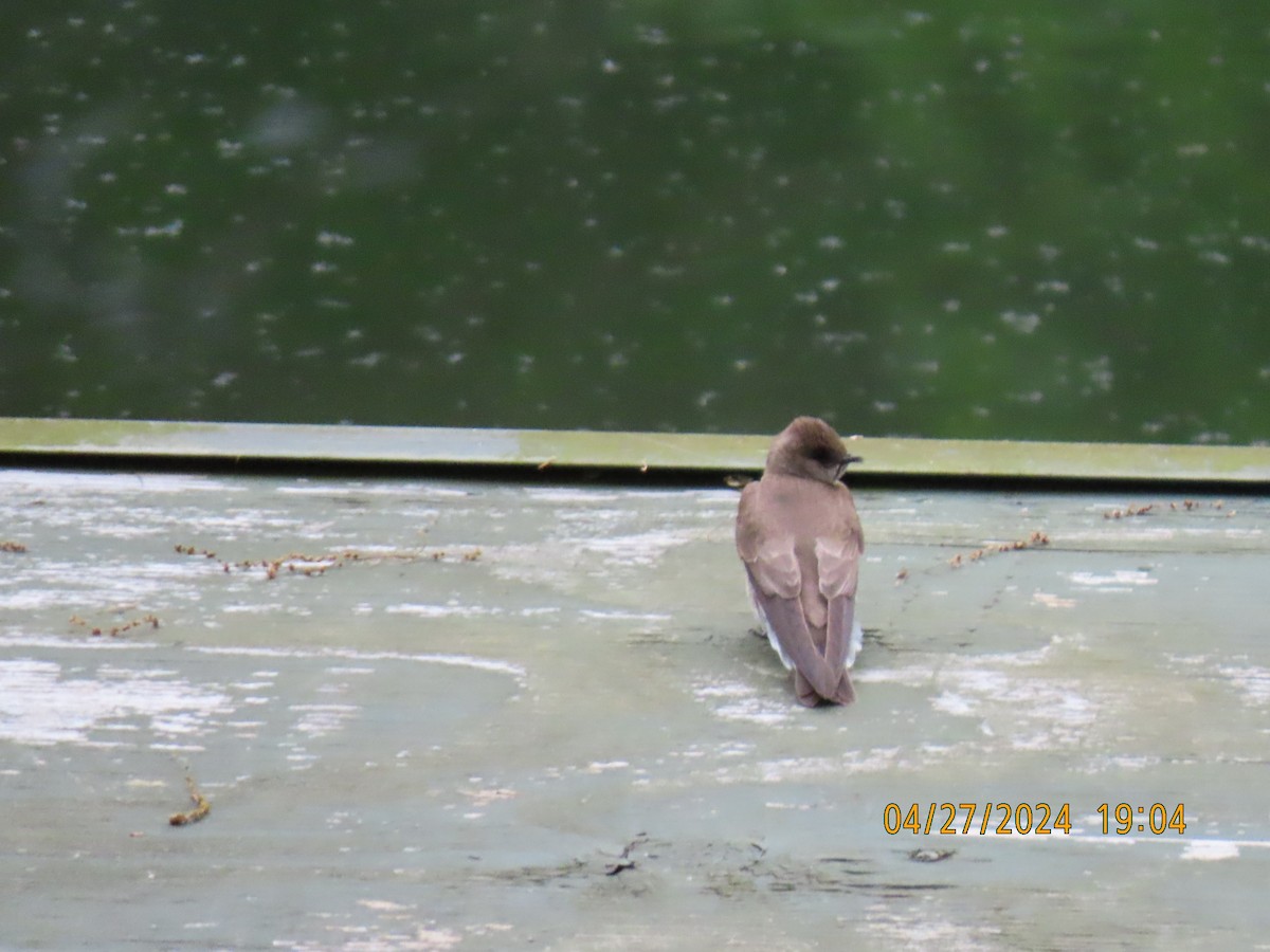 Northern Rough-winged Swallow - Elizabeth Anderegg