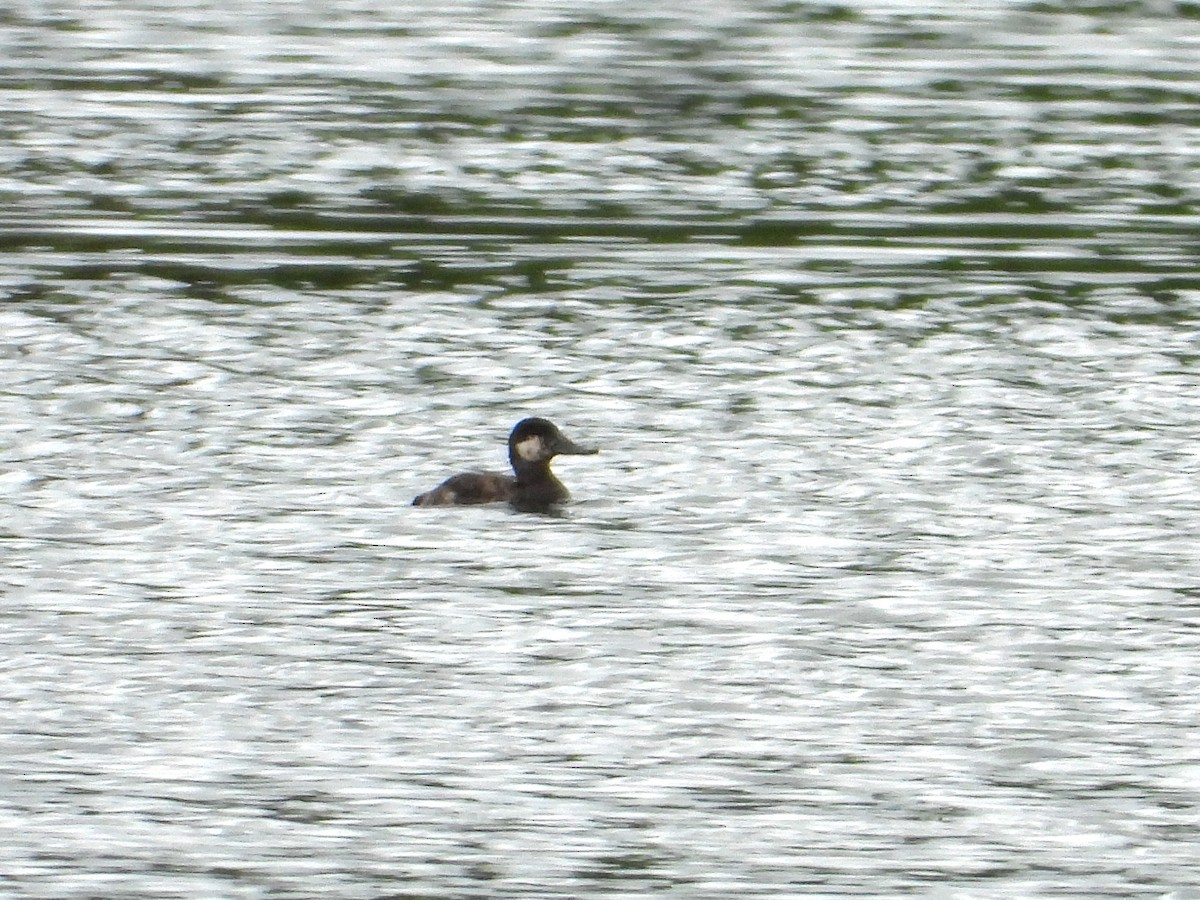 Ruddy Duck - ML618173121