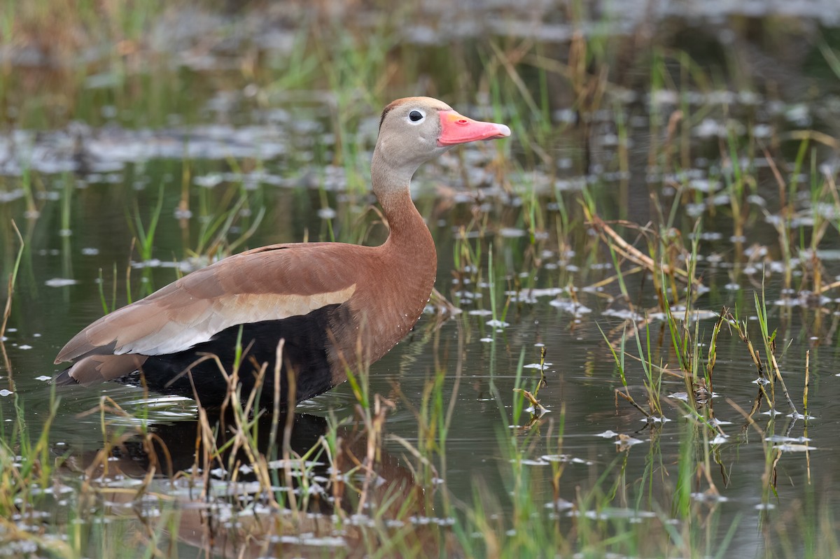 Black-bellied Whistling-Duck (fulgens) - ML618173167