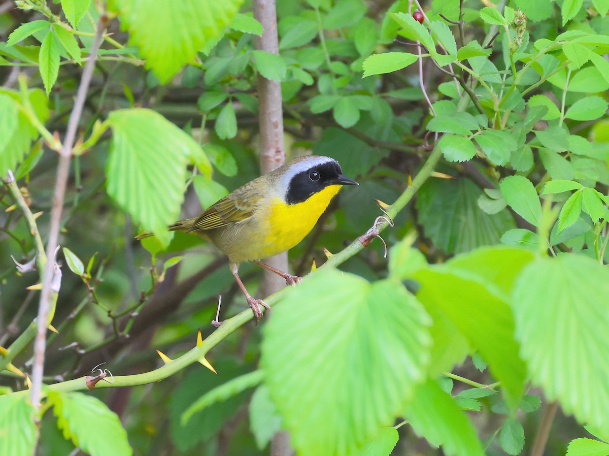 Common Yellowthroat - Anir Bhat