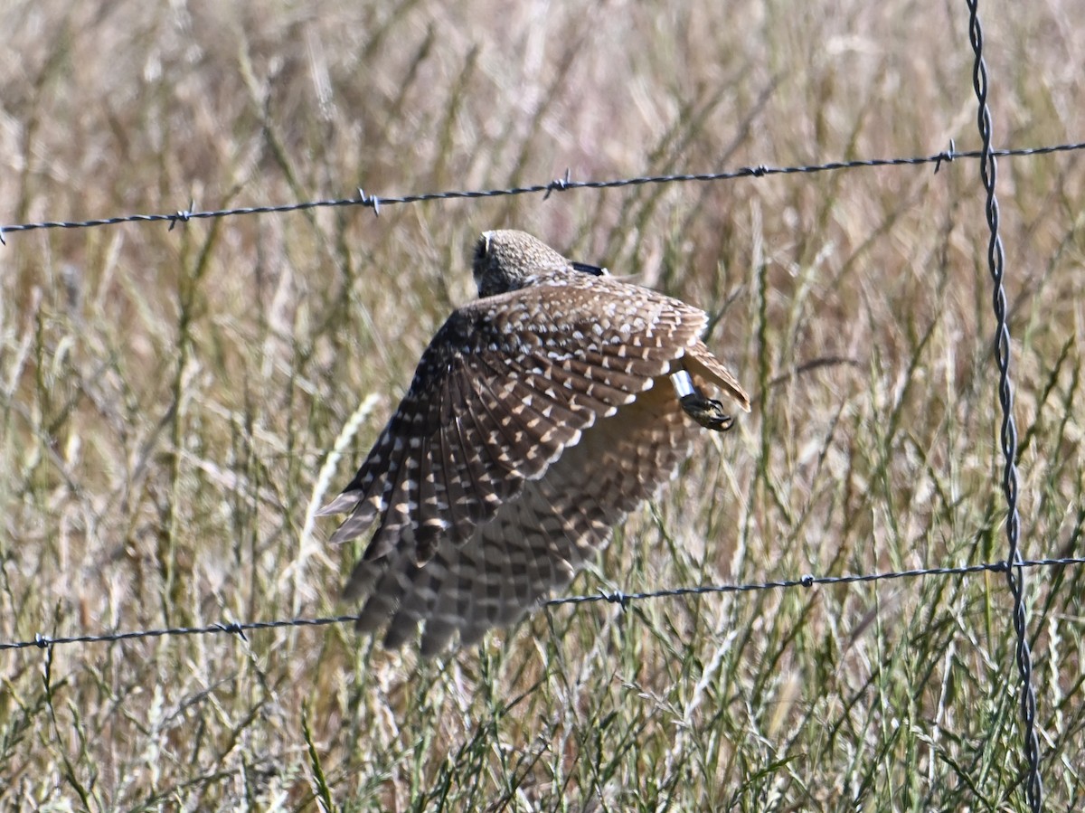 Burrowing Owl - jerald britten