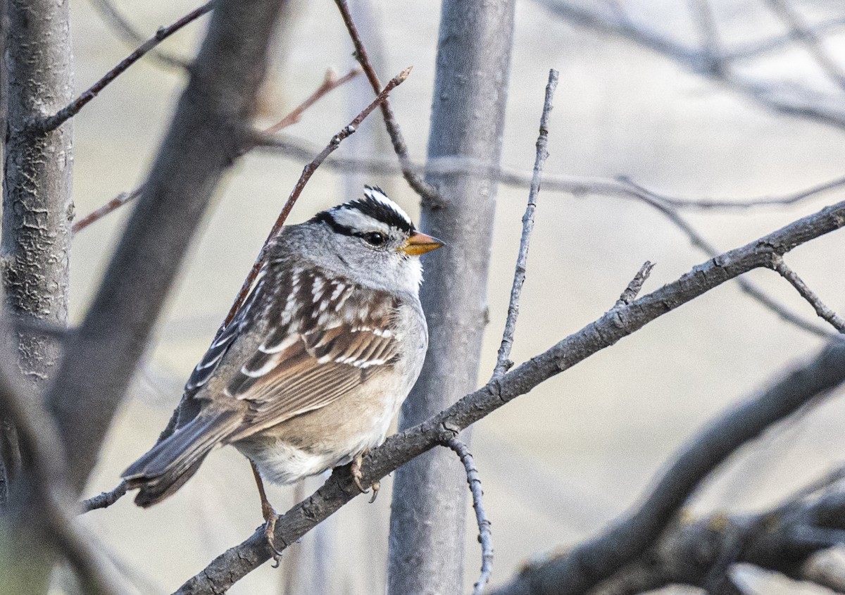 White-crowned Sparrow - David Campbell