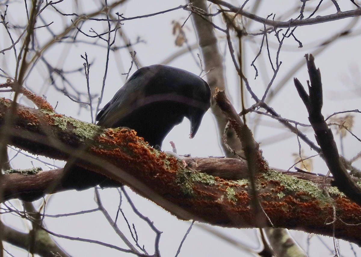 Common Raven - Amy Comerford