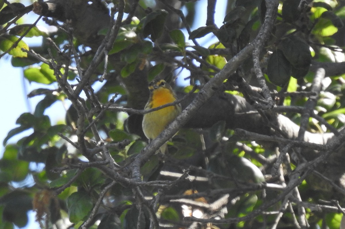 Blackburnian Warbler - Chris Dean