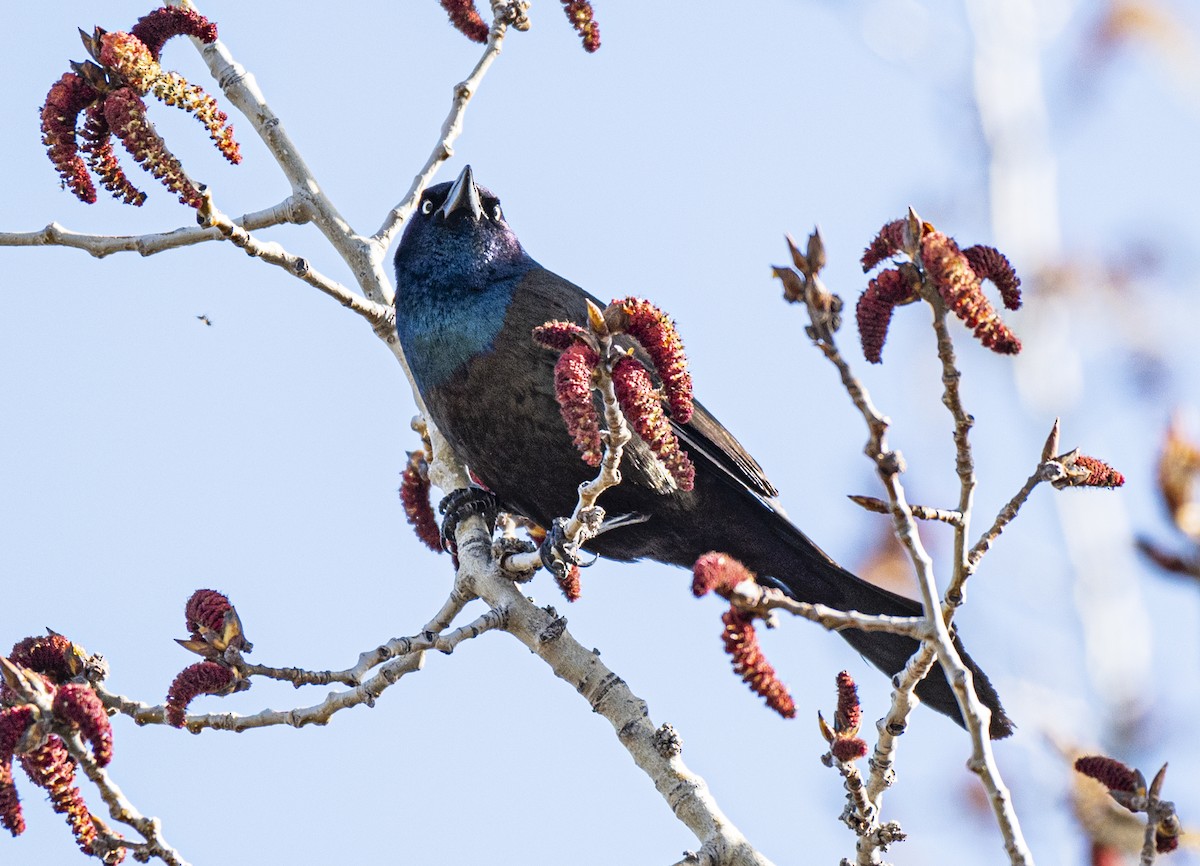 Common Grackle - David Campbell