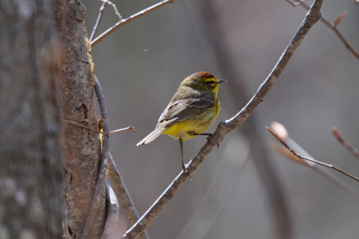 Palm Warbler - Erin Nadeau