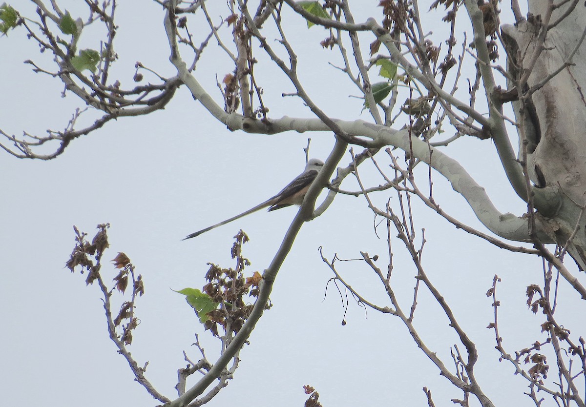 Scissor-tailed Flycatcher - Bill Rowe