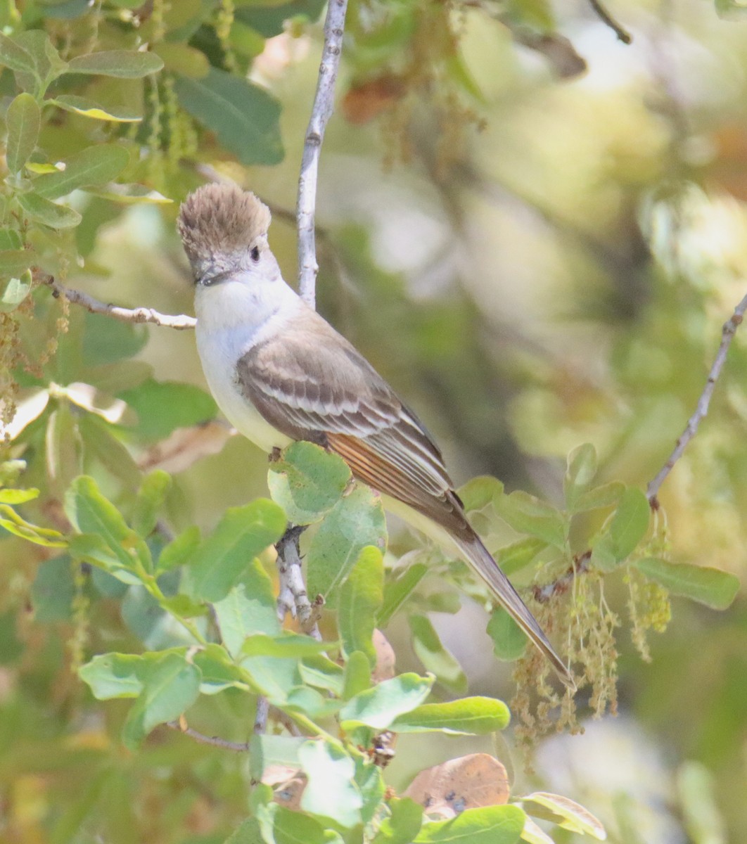 Ash-throated Flycatcher - Butch Carter