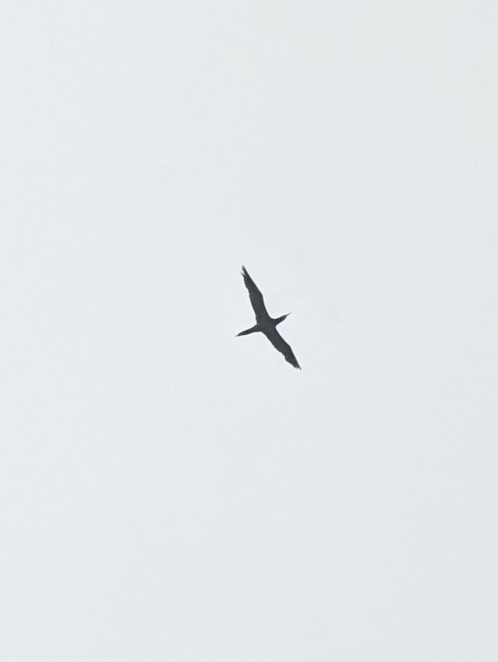 Brown Booby - Davis Ingram