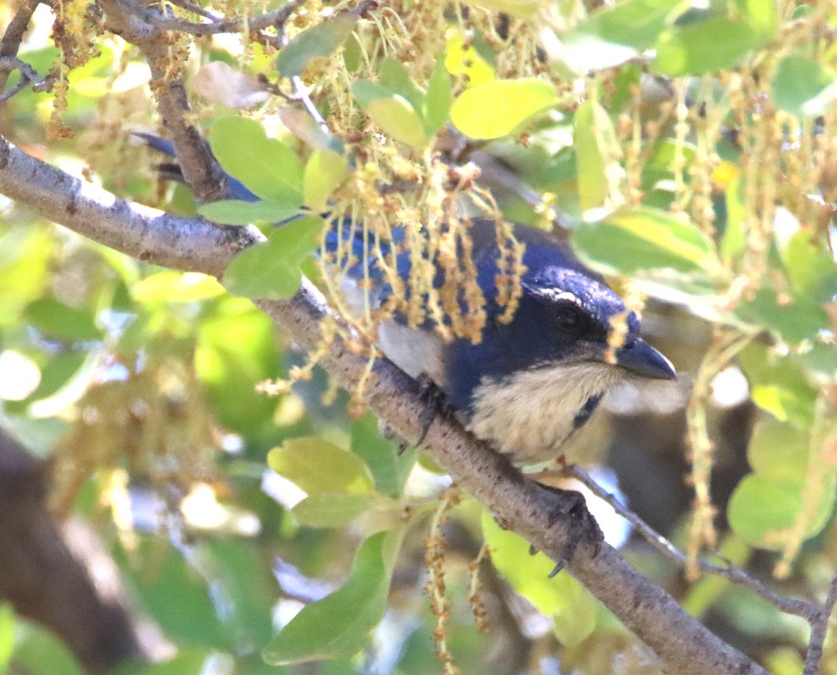 California Scrub-Jay - Butch Carter