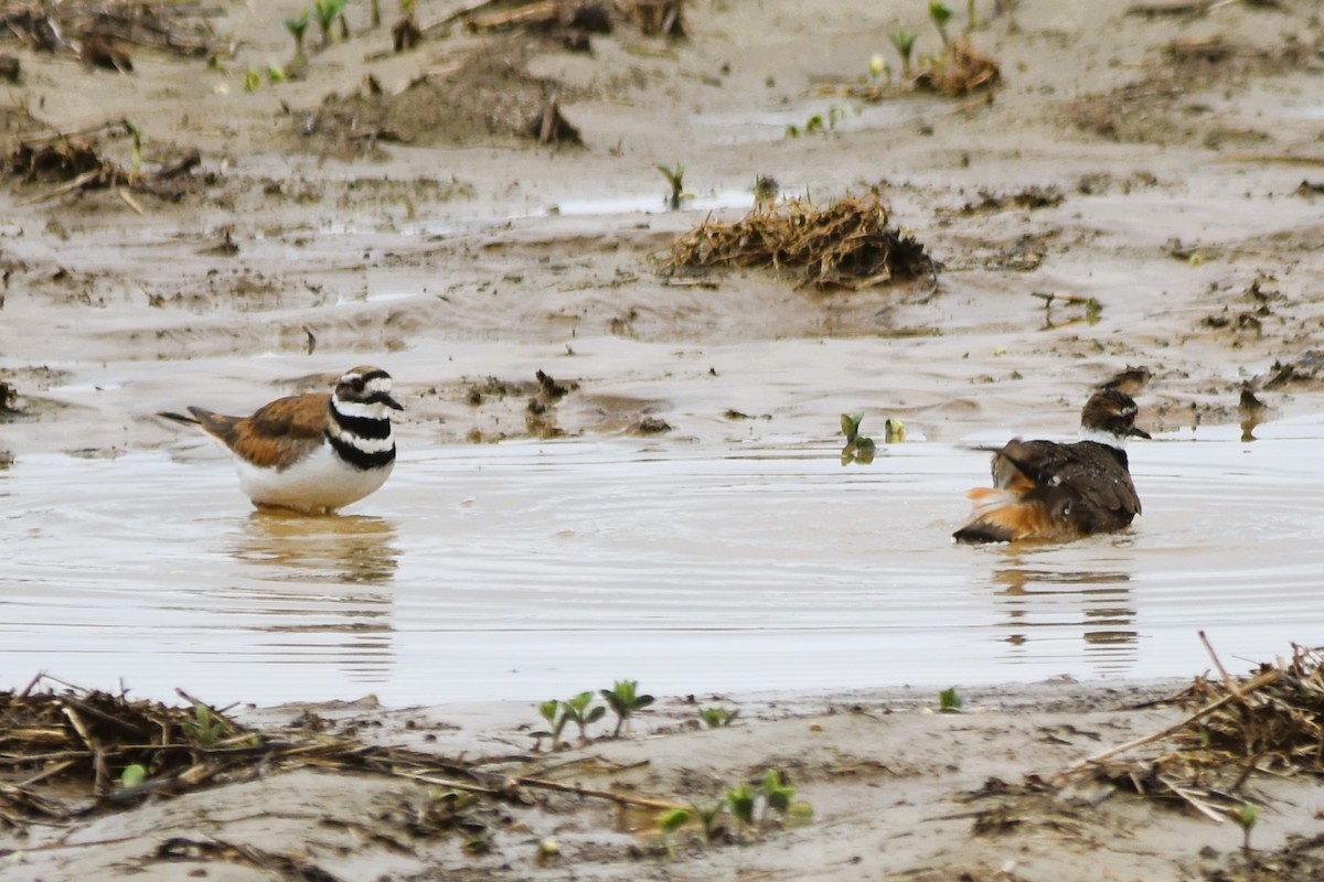 Killdeer - Mark Greene