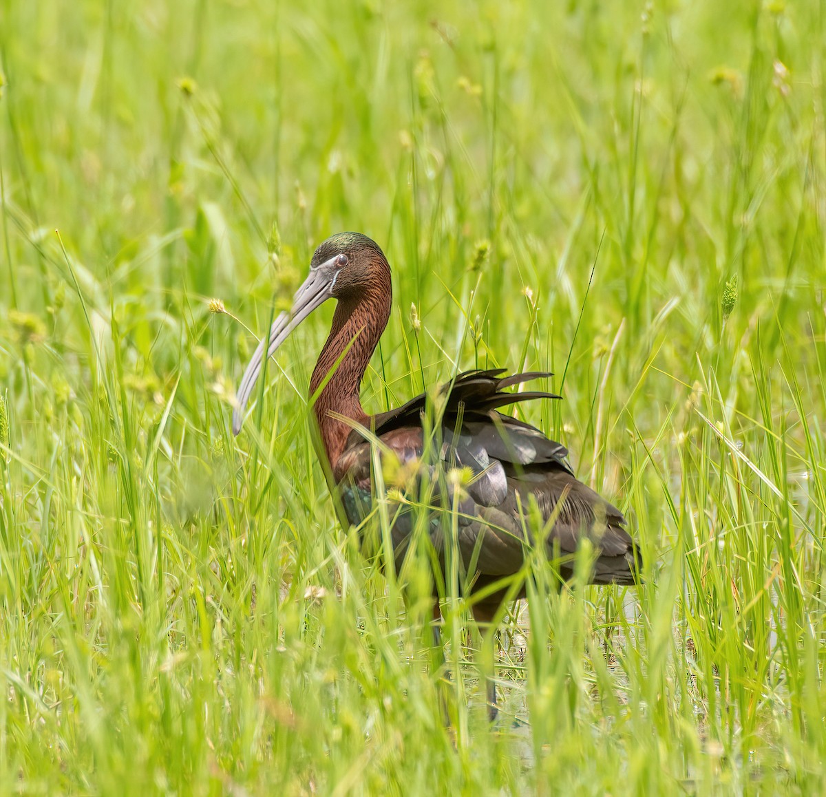 Glossy Ibis - Charlie Plimpton