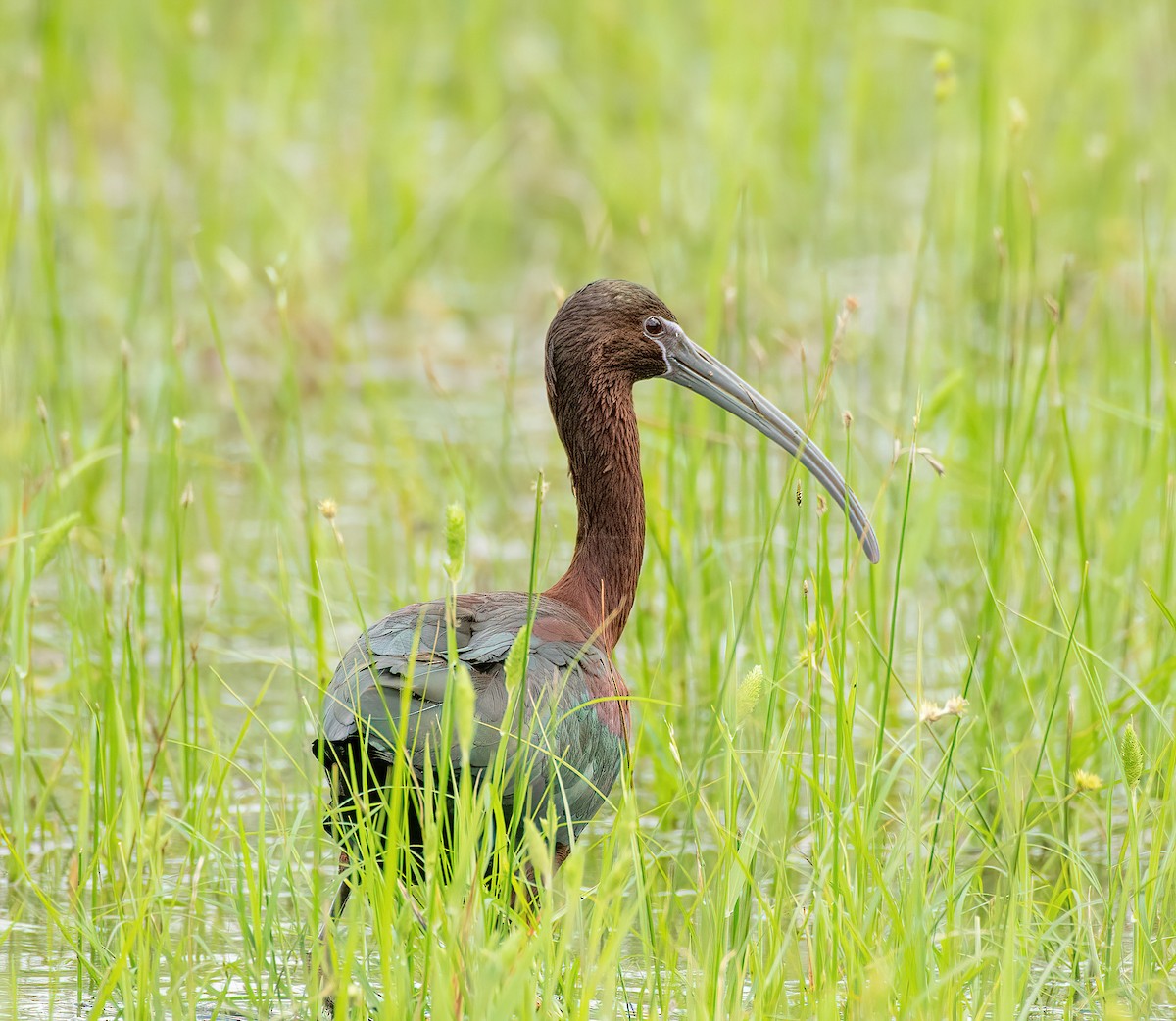 Glossy Ibis - Charlie Plimpton