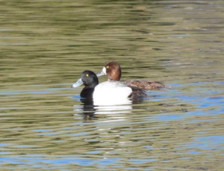 Greater Scaup - ML618173223