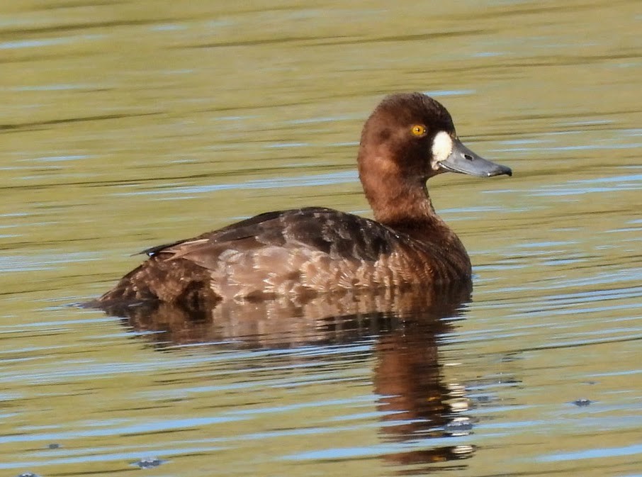 Greater Scaup - ML618173237