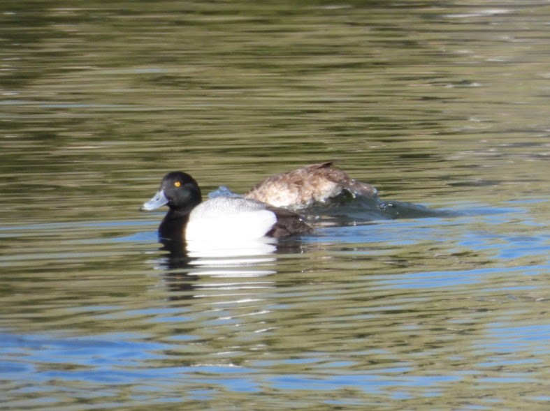 Greater Scaup - ML618173250