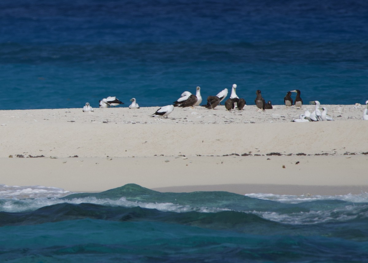 Brown Booby - Anita  Spencer