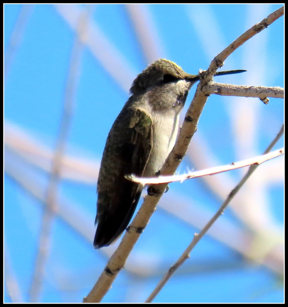 Costa's Hummingbird - Peter Gordon