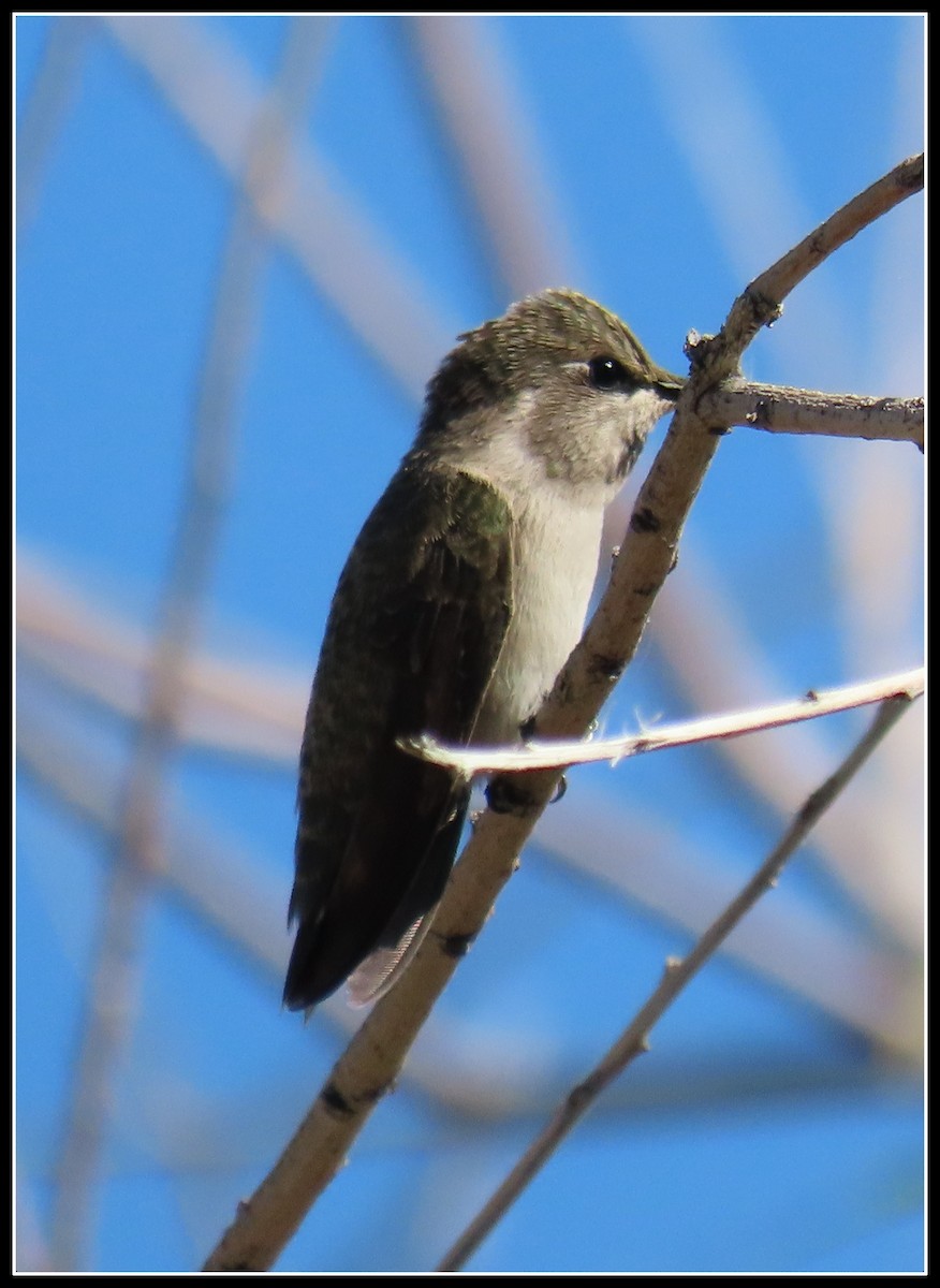 Costa's Hummingbird - Peter Gordon