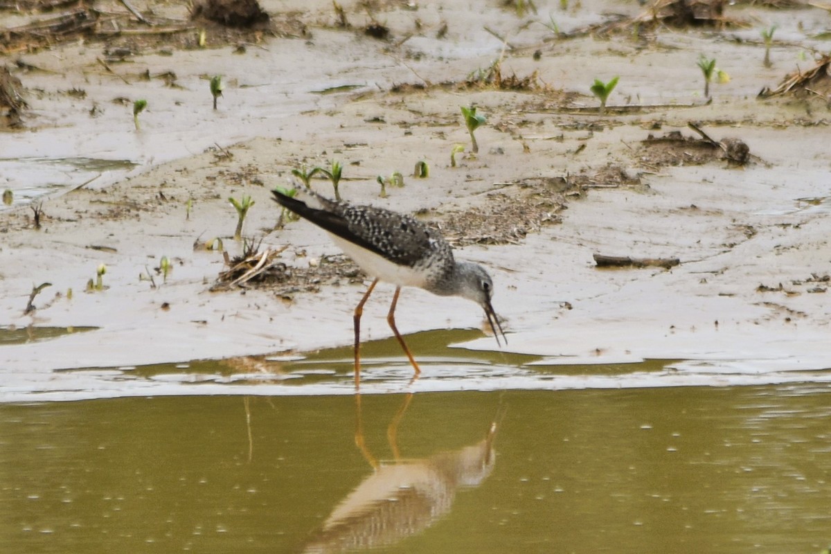 Lesser Yellowlegs - Mark Greene