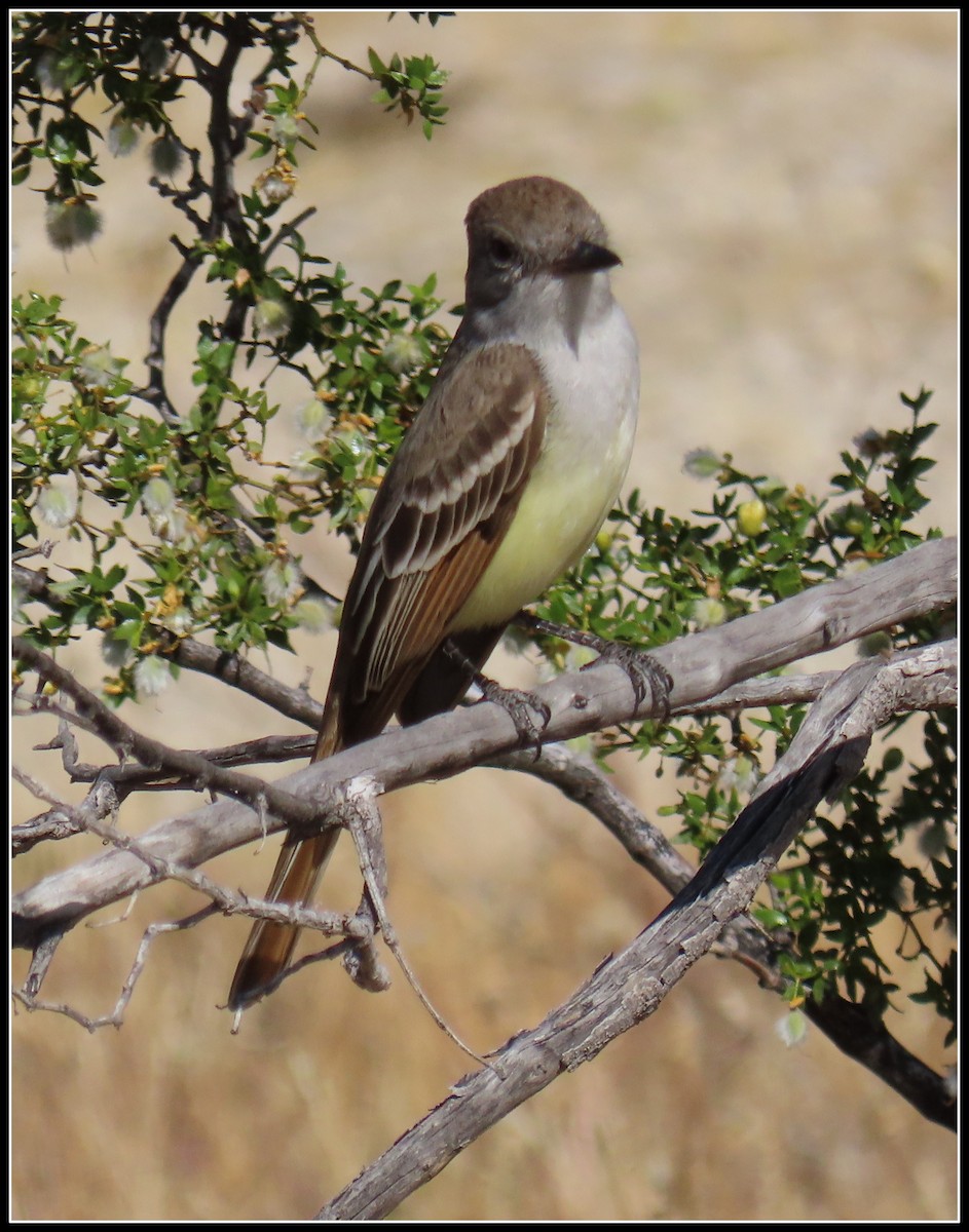 Ash-throated Flycatcher - Peter Gordon