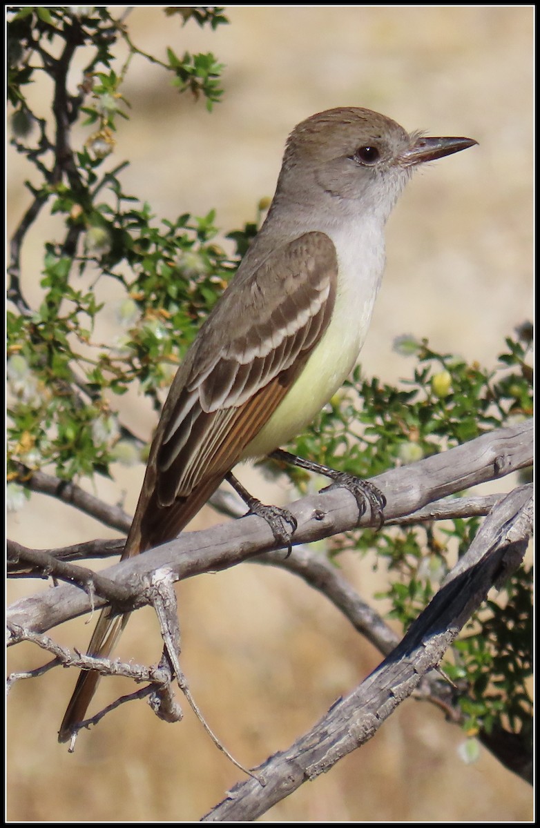 Ash-throated Flycatcher - ML618173291