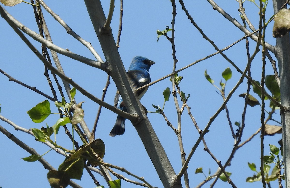 Lazuli Bunting - Chris Dean