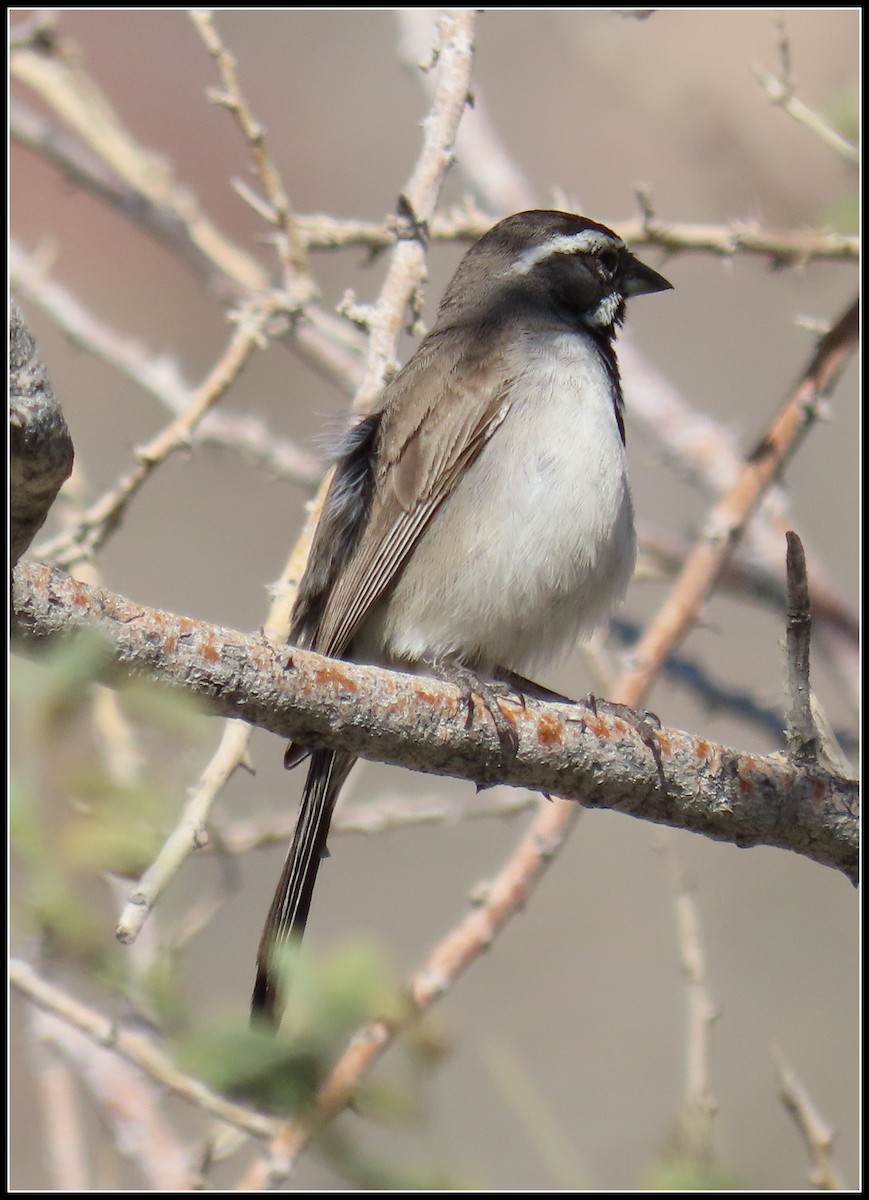Black-throated Sparrow - Peter Gordon