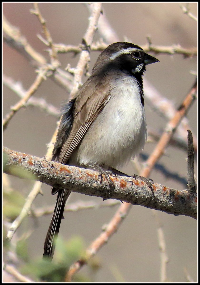 Black-throated Sparrow - Peter Gordon