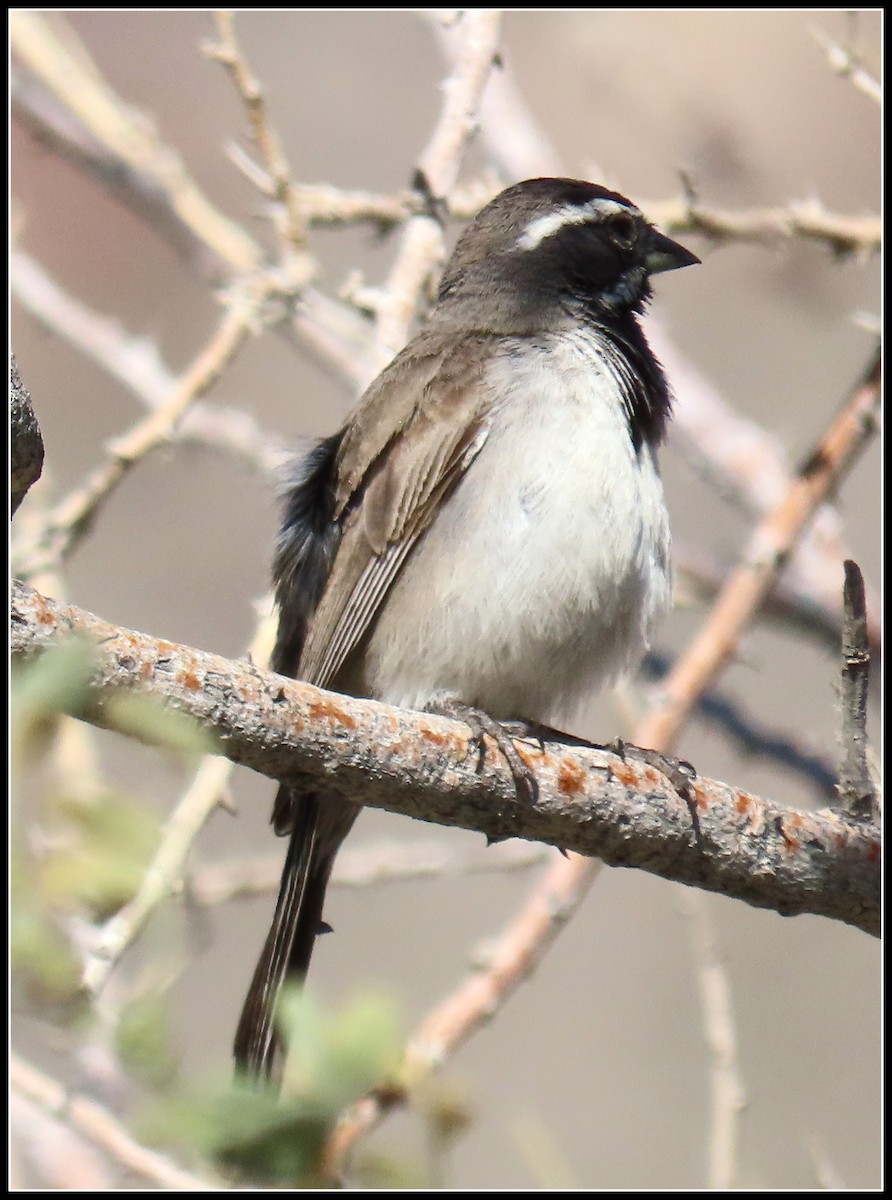 Black-throated Sparrow - Peter Gordon