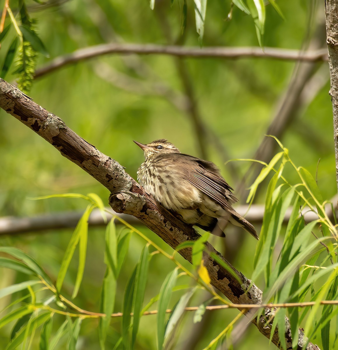 Northern Waterthrush - Charlie Plimpton