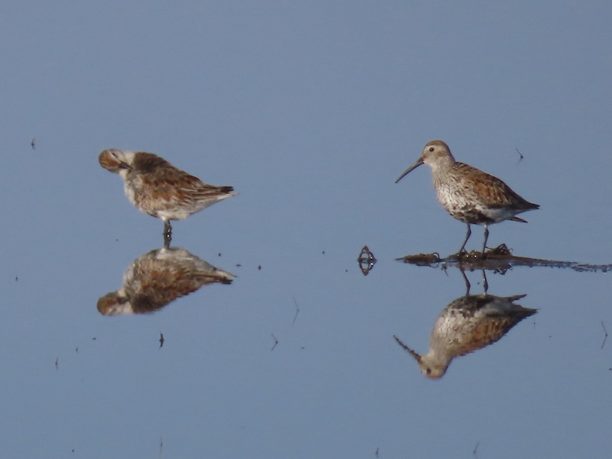 Dunlin - Marjorie Watson