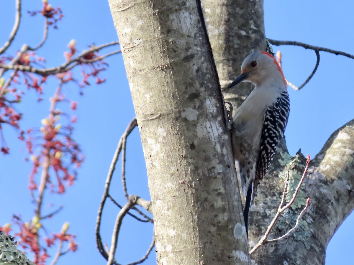 Red-bellied Woodpecker - Marjorie Watson