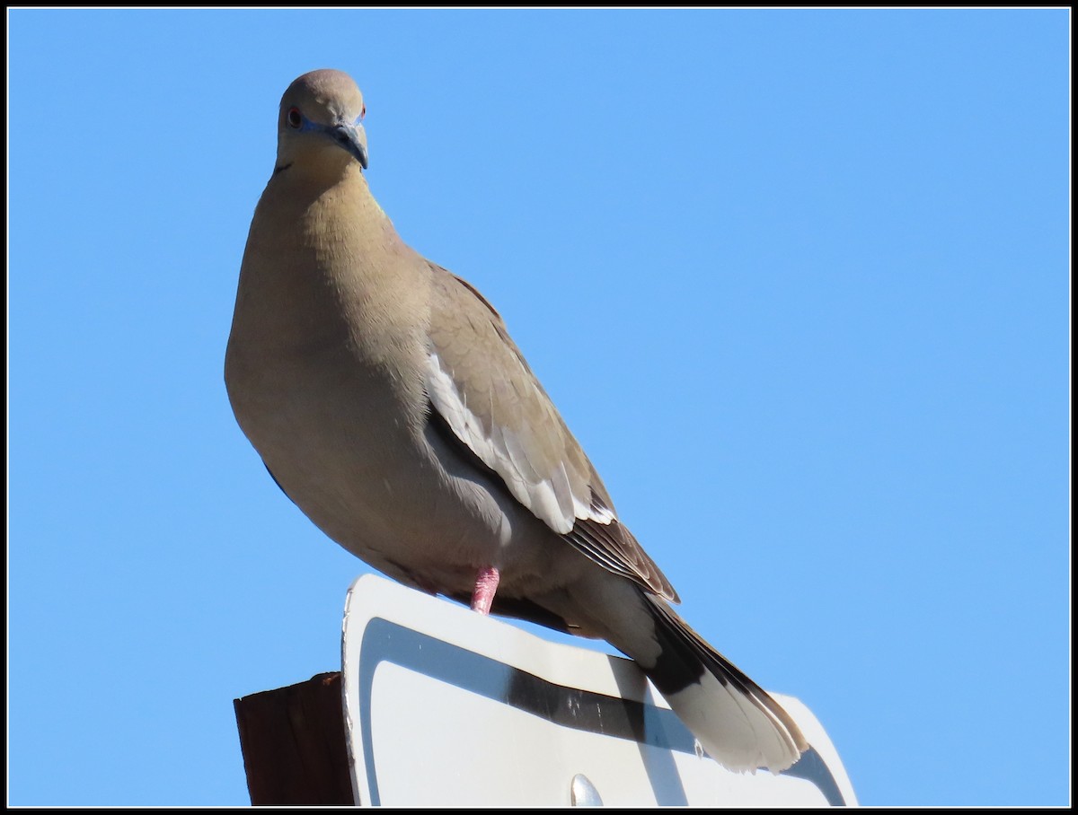 White-winged Dove - Peter Gordon