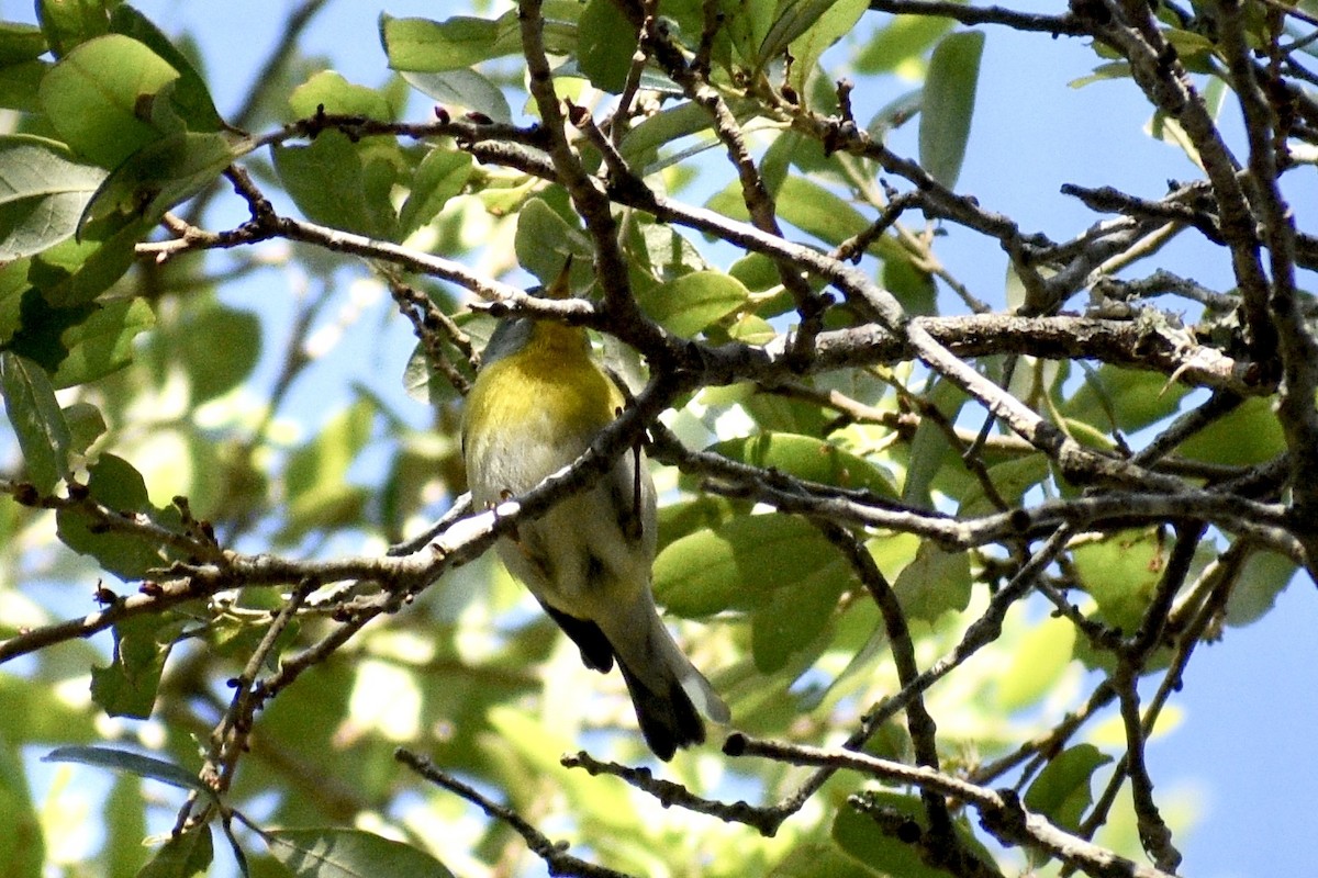 Northern Parula - Alena Capek