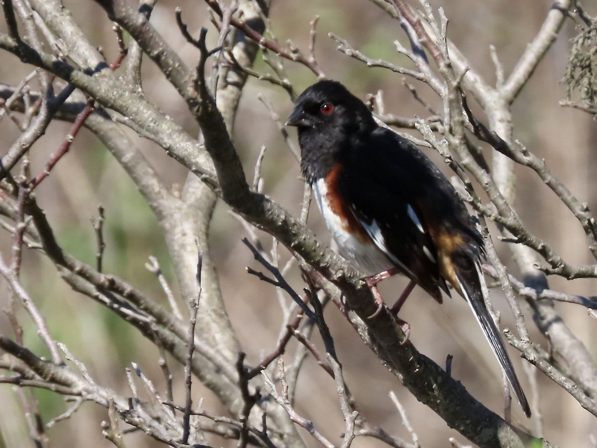 Eastern Towhee - Marjorie Watson