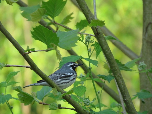 Yellow-throated Warbler - ML618173432