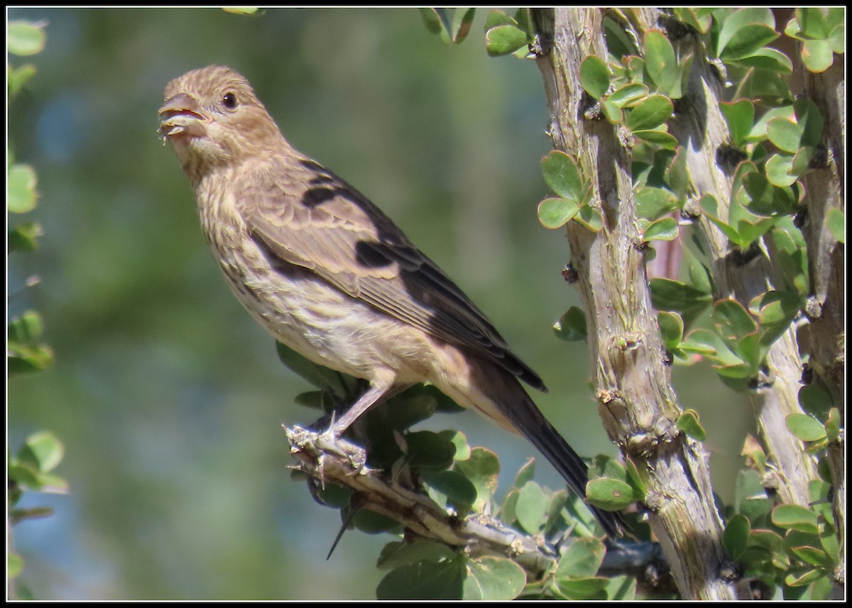 House Finch - Peter Gordon