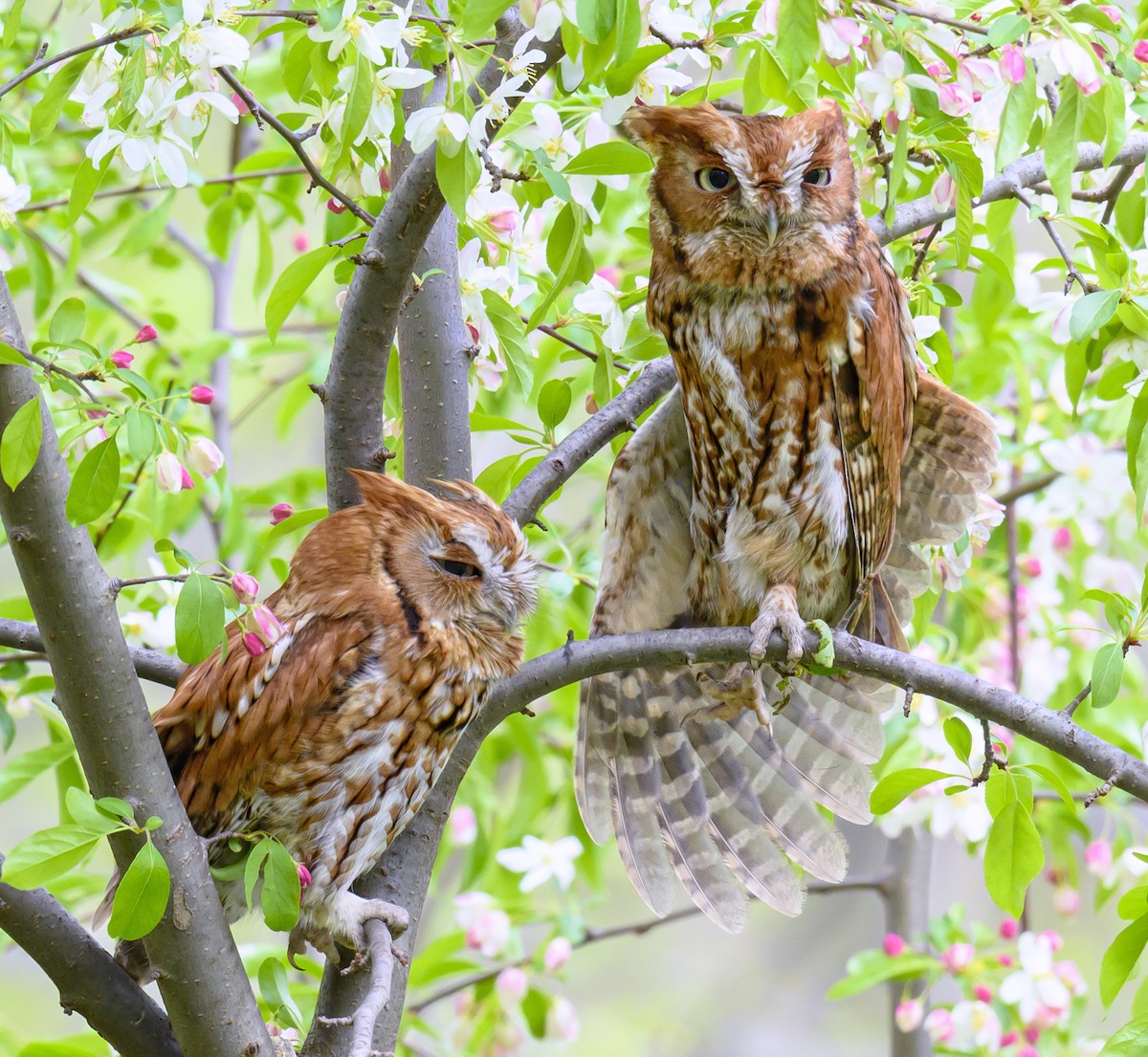 Eastern Screech-Owl - ML618173443