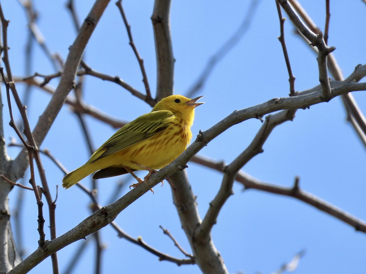 Yellow Warbler - Marjorie Watson