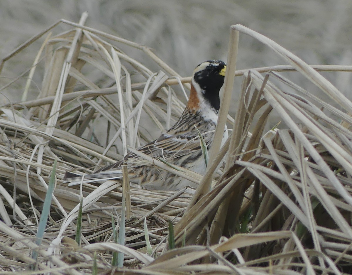 Lapland Longspur - ML618173462