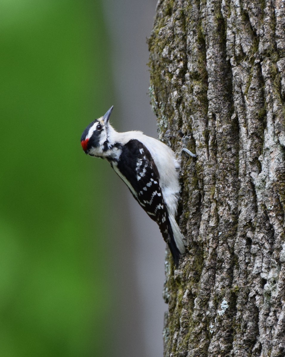 Downy Woodpecker - ML618173466