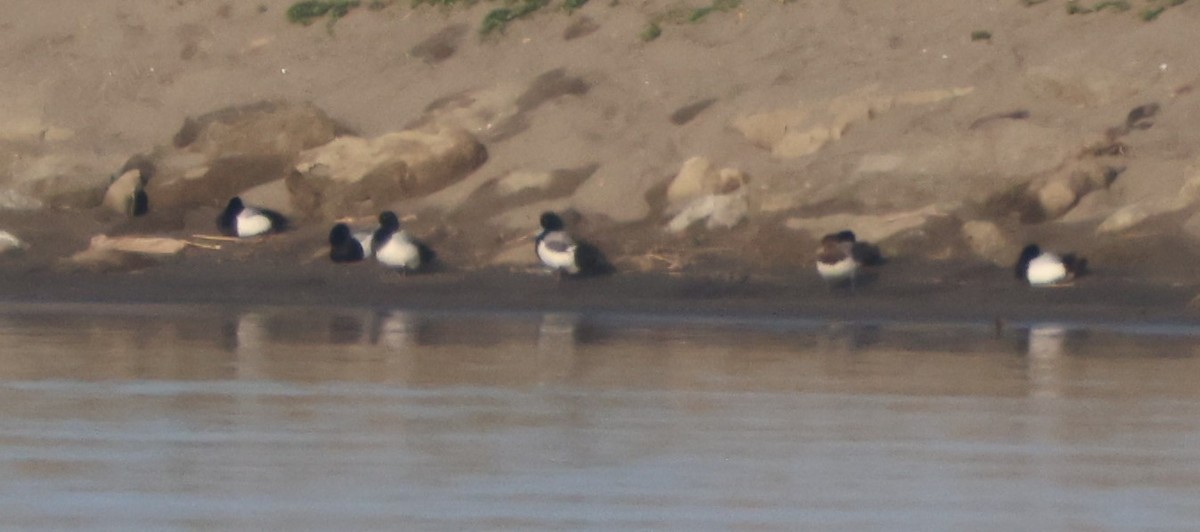 Greater Scaup - Joshua Stone