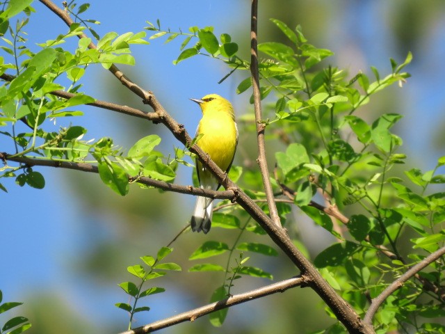 Blue-winged Warbler - ML618173485