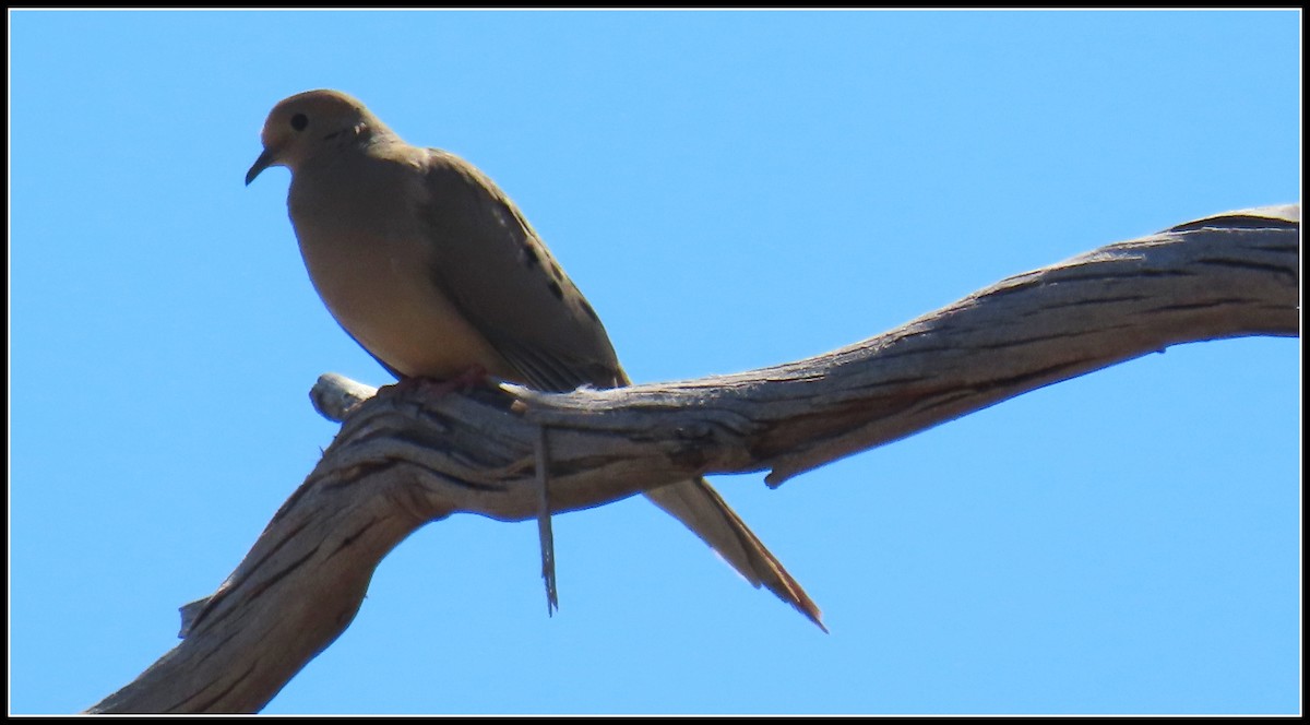 Mourning Dove - Peter Gordon