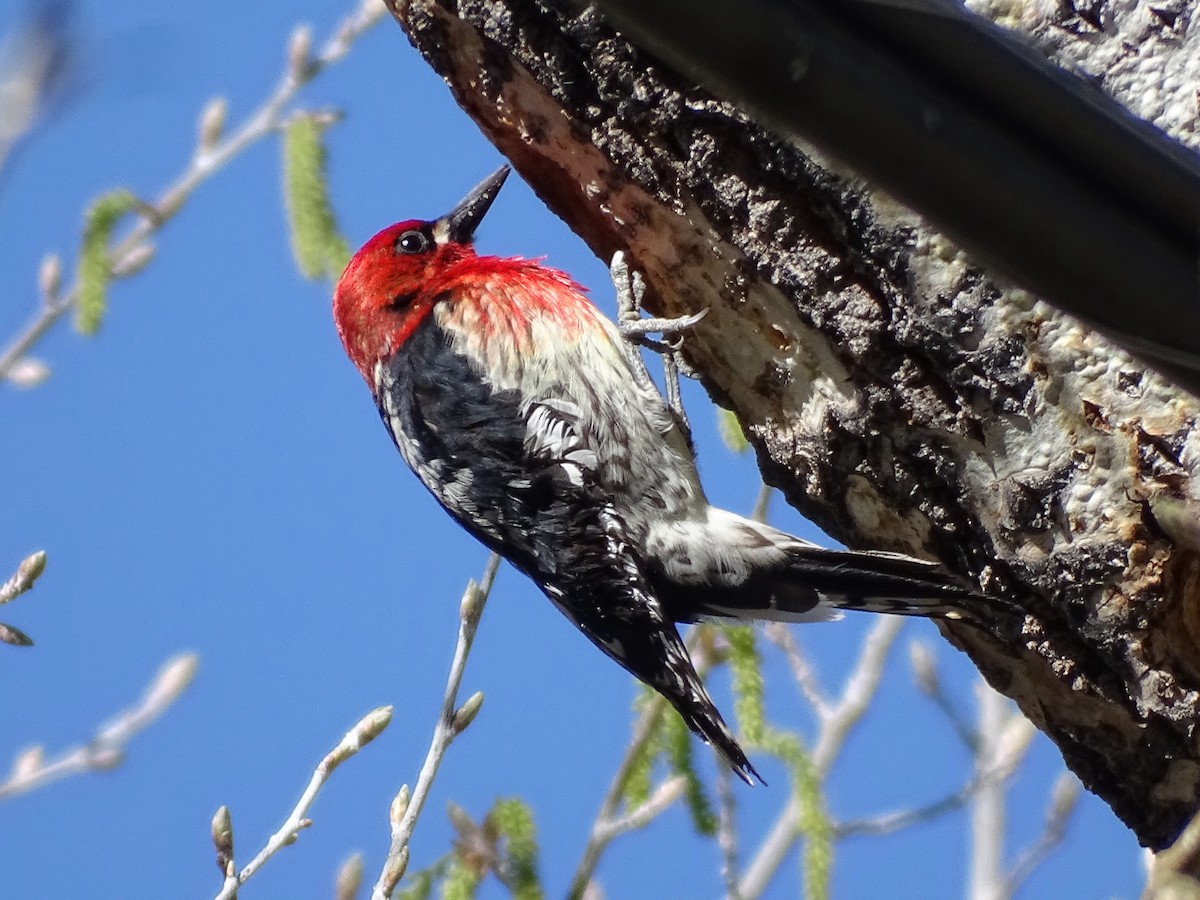 Red-breasted Sapsucker - Rosie Howard