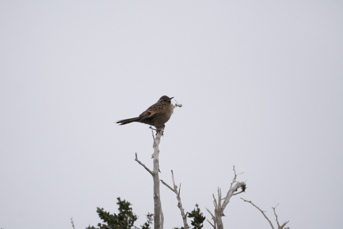 Austral Canastero - Darío de la Fuente - Chilean Nature